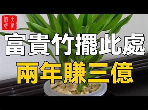 貓 富貴竹|富貴竹對貓有害嗎？認識富貴樹毒性及處理方法 